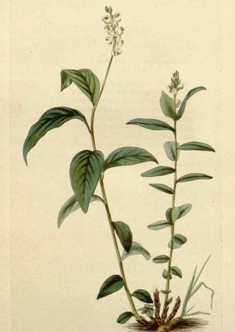 Reproducción/Reproduction 48782729623: The botanical cabinet. London :John & Arthur Arch ...,1817-1833.. 