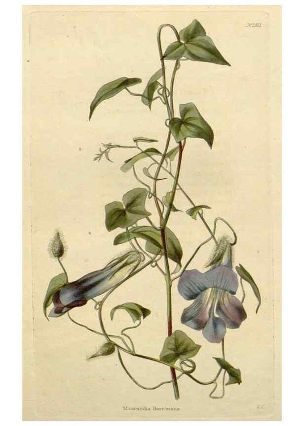 Reproducción/Reproduction 48783261847: The botanical cabinet. London :John & Arthur Arch ...,1817-1833.. 