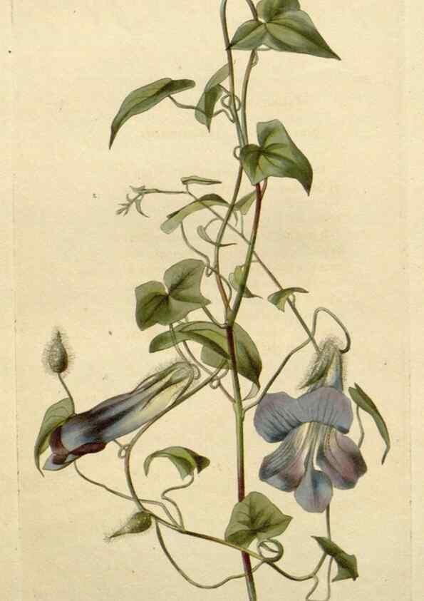 Reproducción/Reproduction 48783261847: The botanical cabinet. London :John & Arthur Arch ...,1817-1833.. 