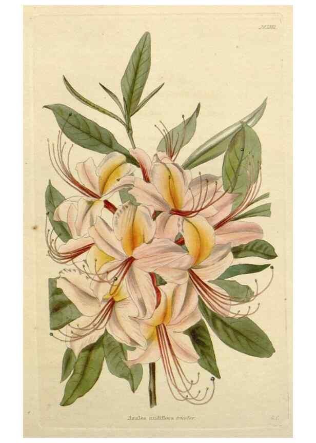 Reproducción/Reproduction 48783262717: The botanical cabinet. London :John & Arthur Arch ...,1817-1833.. 