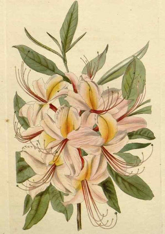 Reproducción/Reproduction 48783262717: The botanical cabinet. London :John & Arthur Arch ...,1817-1833.. 