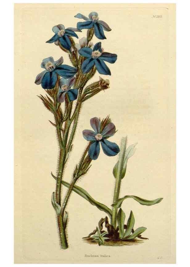 Reproducción/Reproduction 48783096031: The botanical cabinet. London :John & Arthur Arch ...,1817-1833.. 