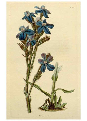Reproducción/Reproduction 48783096031: The botanical cabinet. London :John & Arthur Arch ...,1817-1833.. 