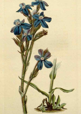 Reproducción/Reproduction 48783096031: The botanical cabinet. London :John & Arthur Arch ...,1817-1833.. 