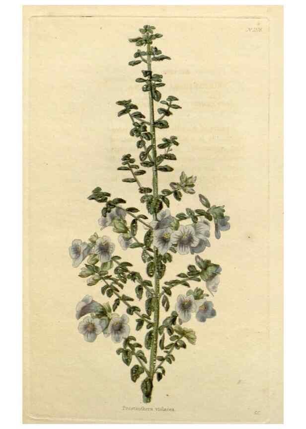 Reproducción/Reproduction 48782726973: The botanical cabinet. London :John & Arthur Arch ...,1817-1833.. 