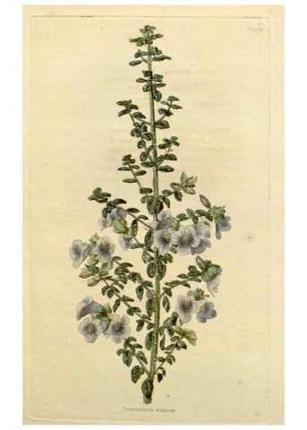 Reproducción/Reproduction 48782726973: The botanical cabinet. London :John & Arthur Arch ...,1817-1833.. 