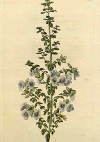 Reproducción/Reproduction 48782726973: The botanical cabinet. London :John & Arthur Arch ...,1817-1833.. 