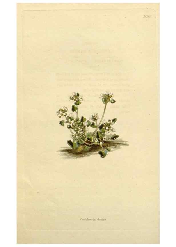 Reproducción/Reproduction 48783379172: The botanical cabinet. London :John & Arthur Arch ...,1817-1833.. 