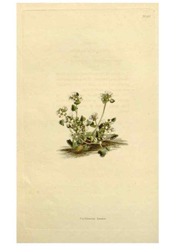 Reproducción/Reproduction 48783379172: The botanical cabinet. London :John & Arthur Arch ...,1817-1833.. 