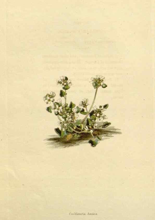 Reproducción/Reproduction 48783379172: The botanical cabinet. London :John & Arthur Arch ...,1817-1833.. 