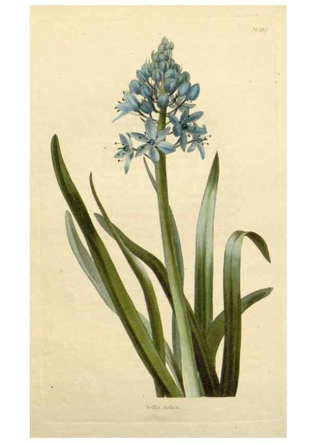 Reproducción/Reproduction 48782846478: The botanical cabinet. London :John & Arthur Arch ...,1817-1833.. 