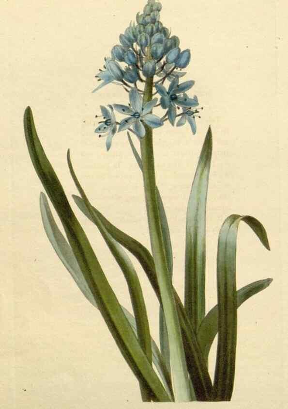 Reproducción/Reproduction 48782846478: The botanical cabinet. London :John & Arthur Arch ...,1817-1833.. 