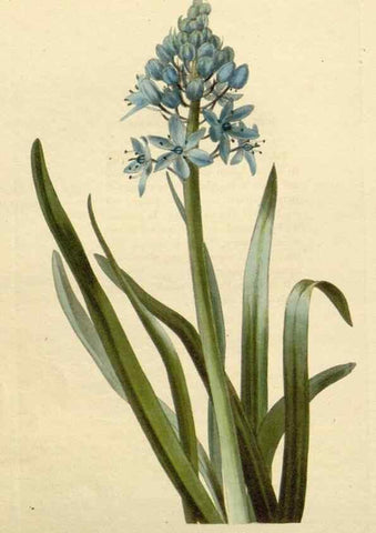 Reproducción/Reproduction 48782846478: The botanical cabinet. London :John & Arthur Arch ...,1817-1833.. 