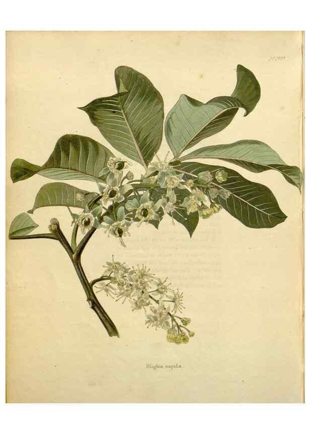 Reproducción/Reproduction 48782846948: The botanical cabinet. London :John & Arthur Arch ...,1817-1833.. 
