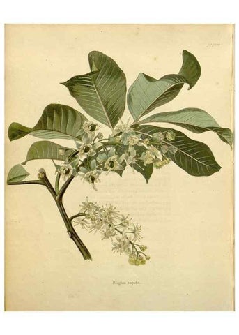 Reproducción/Reproduction 48782846948: The botanical cabinet. London :John & Arthur Arch ...,1817-1833.. 