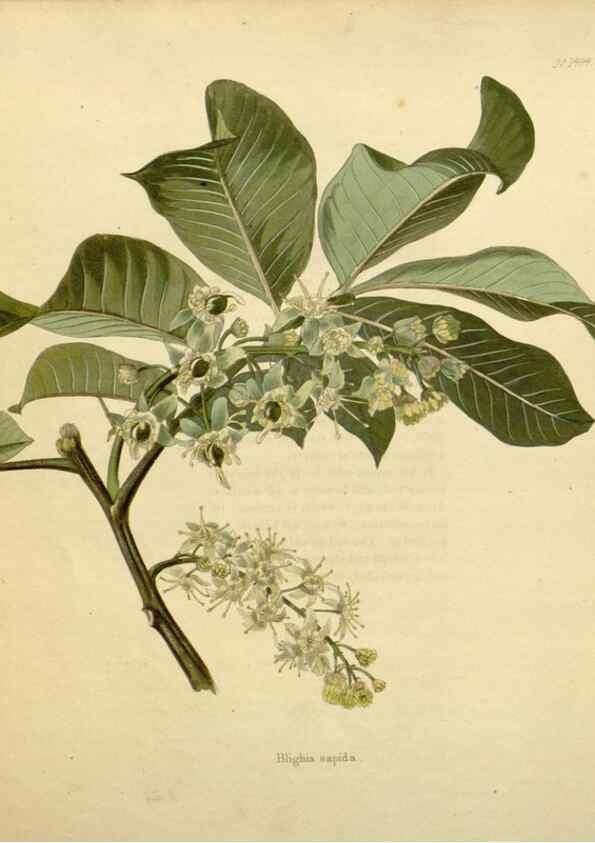 Reproducción/Reproduction 48782846948: The botanical cabinet. London :John & Arthur Arch ...,1817-1833.. 