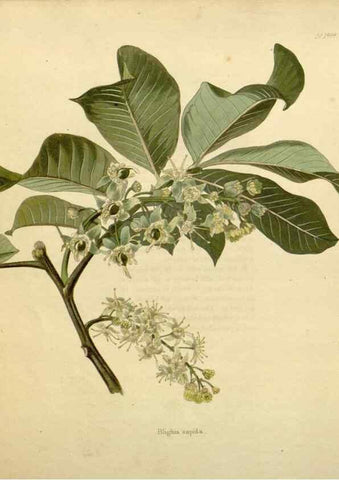 Reproducción/Reproduction 48782846948: The botanical cabinet. London :John & Arthur Arch ...,1817-1833.. 