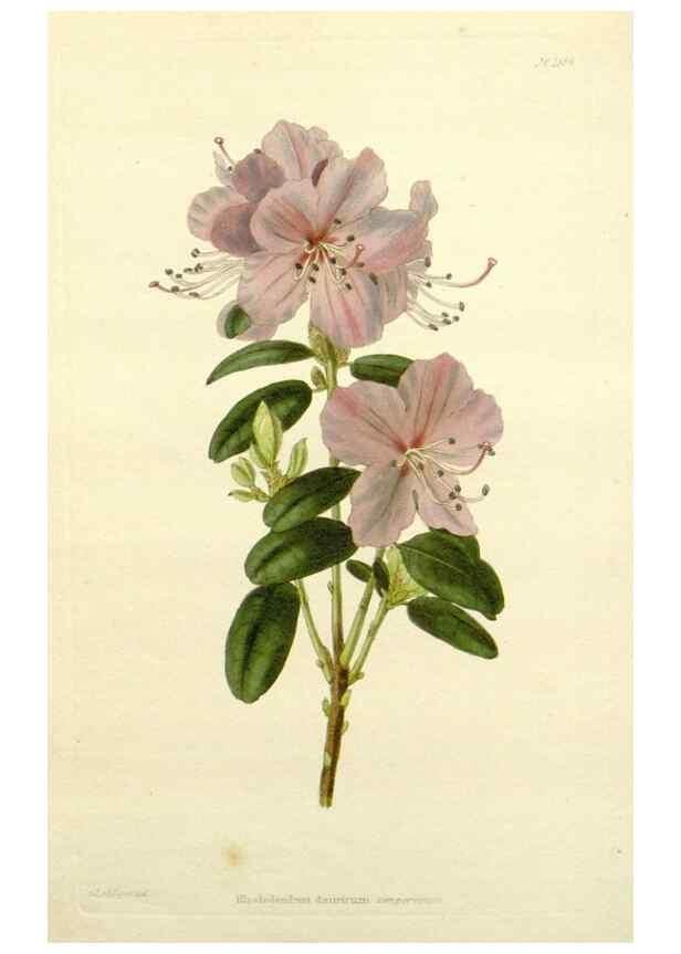 Reproducción/Reproduction 48783492707: The botanical cabinet. London :John & Arthur Arch ...,1817-1833.. 