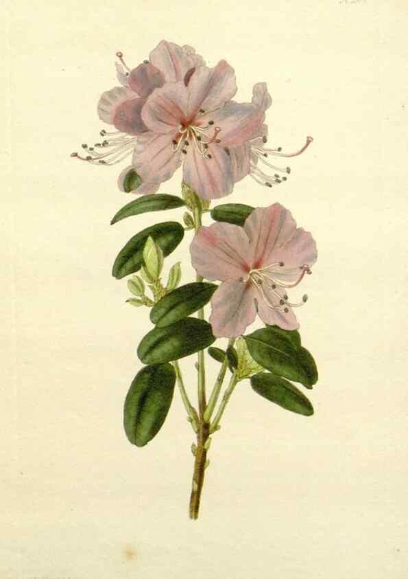 Reproducción/Reproduction 48783492707: The botanical cabinet. London :John & Arthur Arch ...,1817-1833.. 