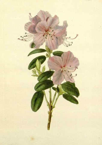 Reproducción/Reproduction 48783492707: The botanical cabinet. London :John & Arthur Arch ...,1817-1833.. 