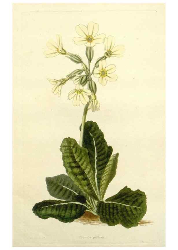 Reproducción/Reproduction 48783493697: The botanical cabinet. London :John & Arthur Arch ...,1817-1833.. 