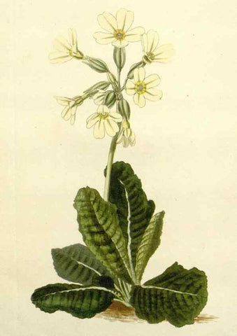 Reproducción/Reproduction 48783493697: The botanical cabinet. London :John & Arthur Arch ...,1817-1833.. 