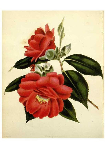 Reproducción/Reproduction 48783494117: The botanical cabinet. London :John & Arthur Arch ...,1817-1833.. 