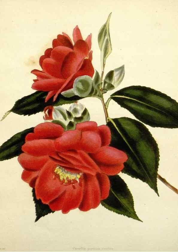 Reproducción/Reproduction 48783494117: The botanical cabinet. London :John & Arthur Arch ...,1817-1833.. 