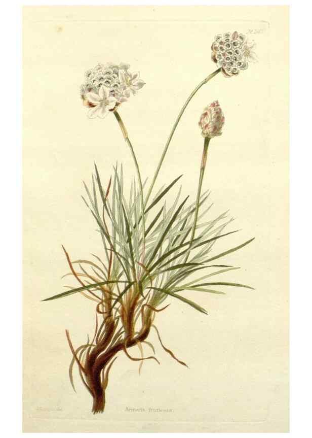 Reproducción/Reproduction 48783494877: The botanical cabinet. London :John & Arthur Arch ...,1817-1833.. 