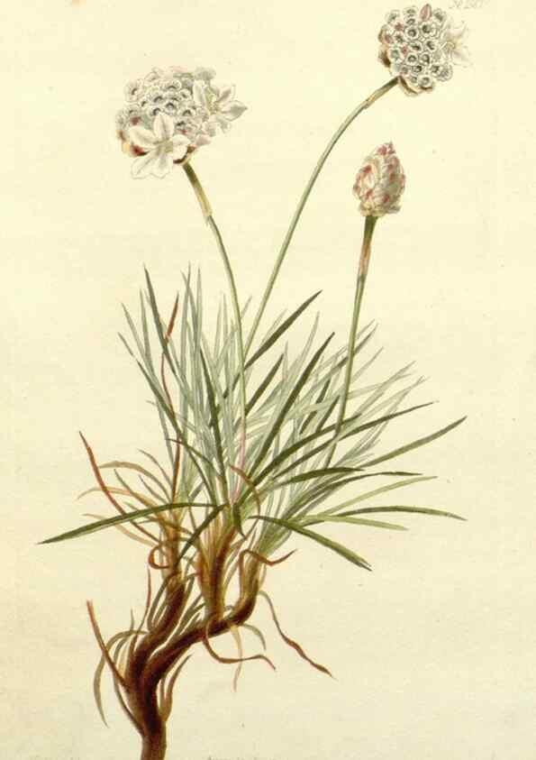 Reproducción/Reproduction 48783494877: The botanical cabinet. London :John & Arthur Arch ...,1817-1833.. 