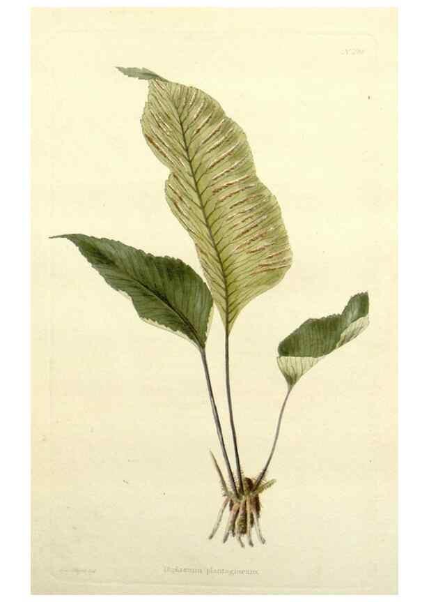 Reproducción/Reproduction 48782964523: The botanical cabinet. London :John & Arthur Arch ...,1817-1833.. 