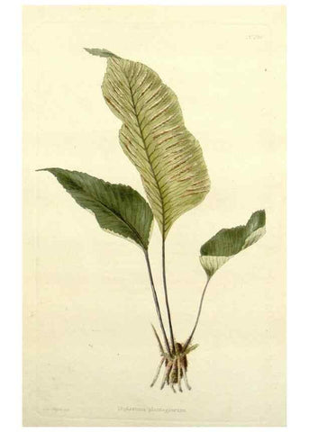 Reproducción/Reproduction 48782964523: The botanical cabinet. London :John & Arthur Arch ...,1817-1833.. 