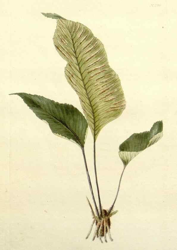 Reproducción/Reproduction 48782964523: The botanical cabinet. London :John & Arthur Arch ...,1817-1833.. 