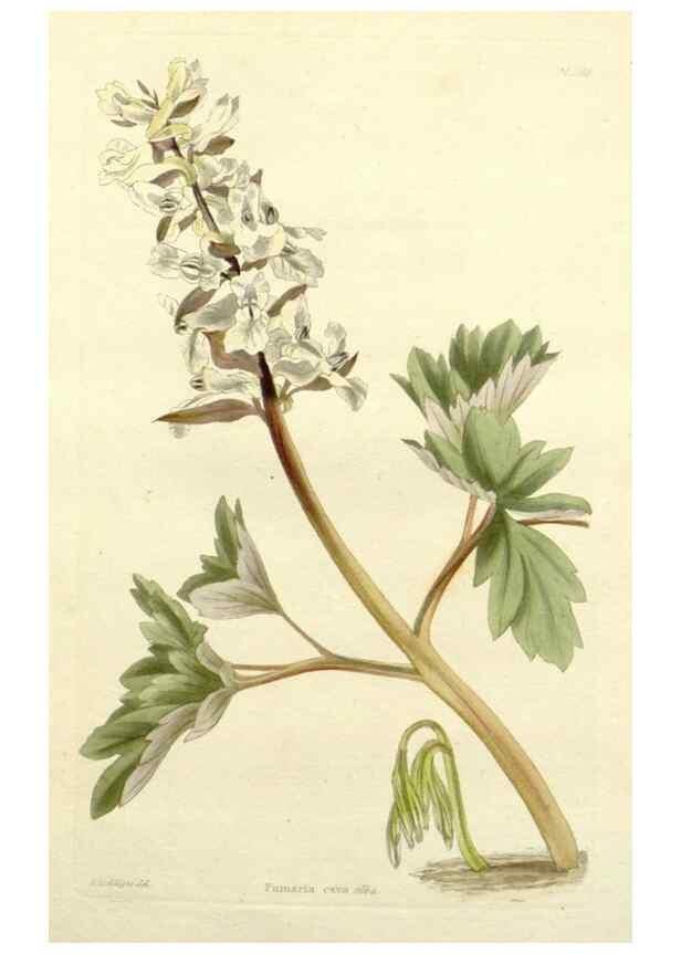 Reproducción/Reproduction 48783330121: The botanical cabinet. London :John & Arthur Arch ...,1817-1833.. 