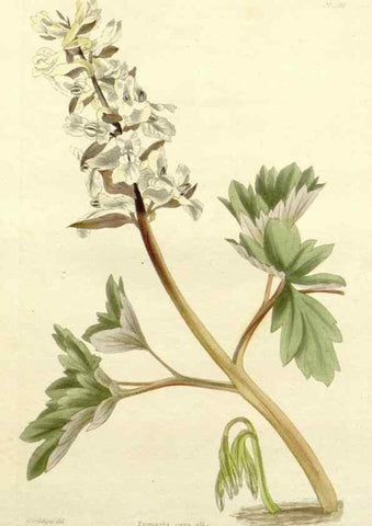 Reproducción/Reproduction 48783330121: The botanical cabinet. London :John & Arthur Arch ...,1817-1833.. 