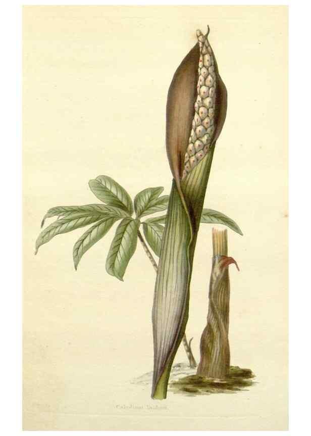Reproducción/Reproduction 48783497002: The botanical cabinet. London :John & Arthur Arch ...,1817-1833.. 