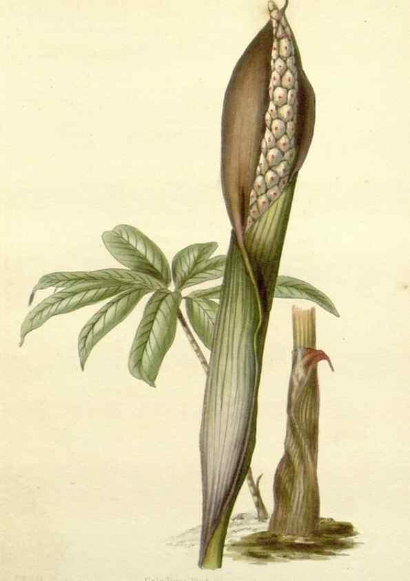 Reproducción/Reproduction 48783497002: The botanical cabinet. London :John & Arthur Arch ...,1817-1833.. 