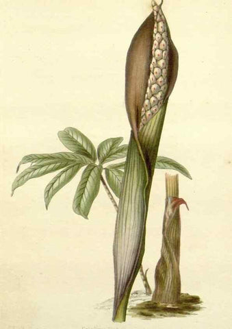 Reproducción/Reproduction 48783497002: The botanical cabinet. London :John & Arthur Arch ...,1817-1833.. 