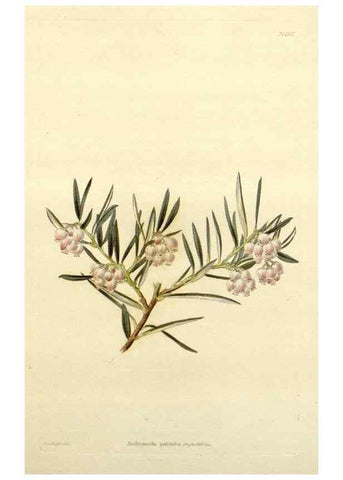 Reproducción/Reproduction 48783331226: The botanical cabinet. London :John & Arthur Arch ...,1817-1833.. 