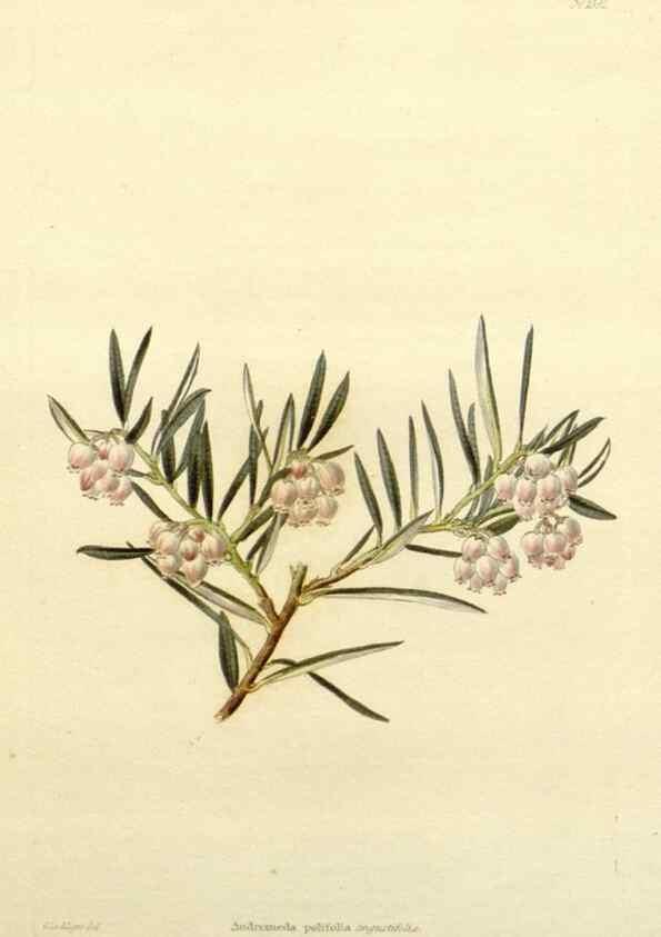Reproducción/Reproduction 48783331226: The botanical cabinet. London :John & Arthur Arch ...,1817-1833.. 
