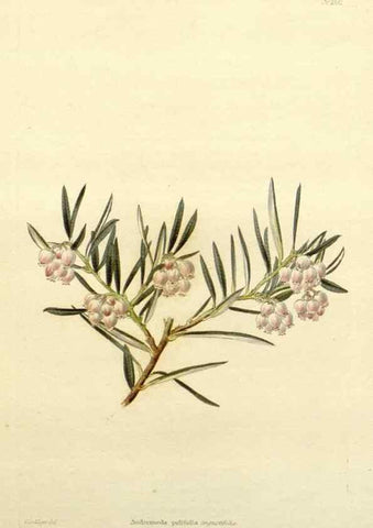 Reproducción/Reproduction 48783331226: The botanical cabinet. London :John & Arthur Arch ...,1817-1833.. 