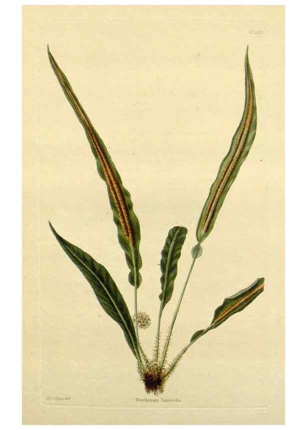 Reproducción/Reproduction 48783331911: The botanical cabinet. London :John & Arthur Arch ...,1817-1833.. 
