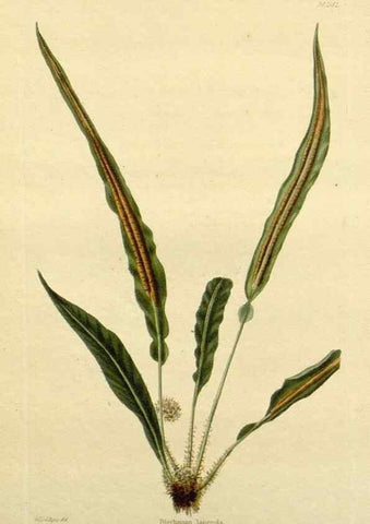 Reproducción/Reproduction 48783331911: The botanical cabinet. London :John & Arthur Arch ...,1817-1833.. 