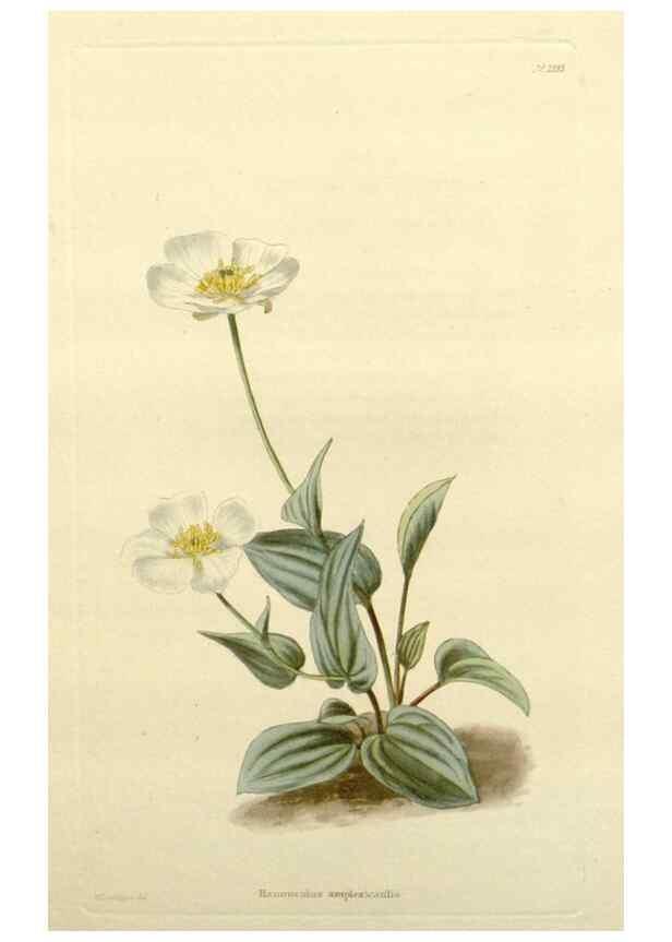 Reproducción/Reproduction 48783498942: The botanical cabinet. London :John & Arthur Arch ...,1817-1833.. 