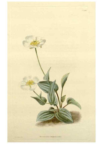 Reproducción/Reproduction 48783498942: The botanical cabinet. London :John & Arthur Arch ...,1817-1833.. 