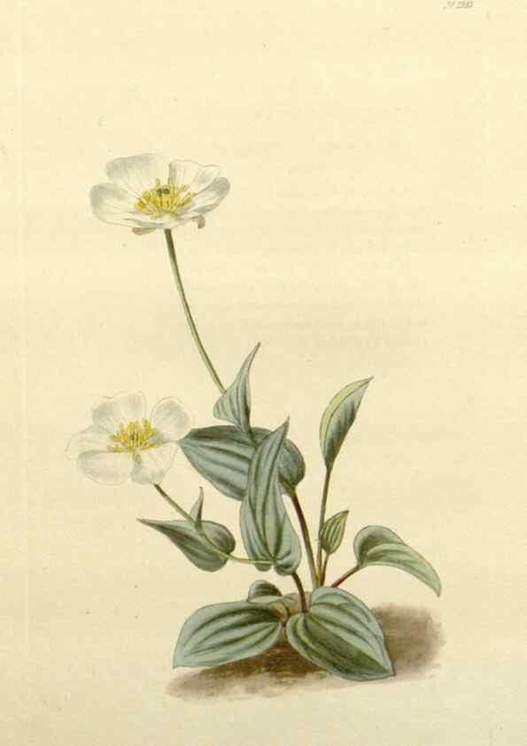 Reproducción/Reproduction 48783498942: The botanical cabinet. London :John & Arthur Arch ...,1817-1833.. 