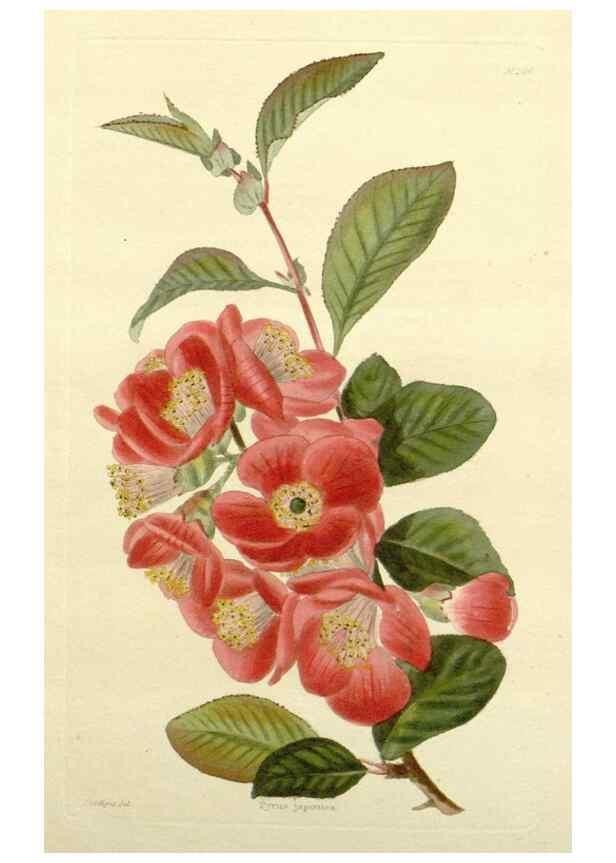 Reproducción/Reproduction 48783333206: The botanical cabinet. London :John & Arthur Arch ...,1817-1833.. 