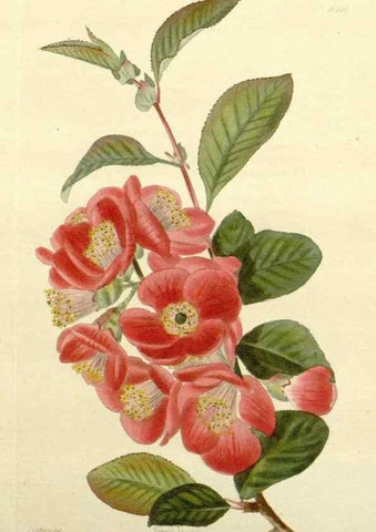 Reproducción/Reproduction 48783333206: The botanical cabinet. London :John & Arthur Arch ...,1817-1833.. 