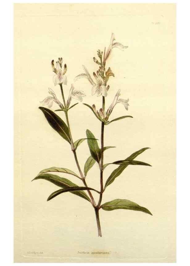 Reproducción/Reproduction 48783500107: The botanical cabinet. London :John & Arthur Arch ...,1817-1833.. 