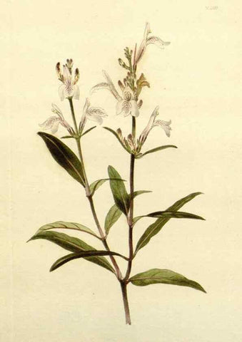 Reproducción/Reproduction 48783500107: The botanical cabinet. London :John & Arthur Arch ...,1817-1833.. 